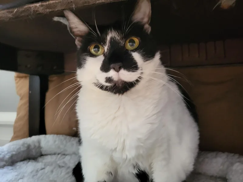 An adult large-sized female Black & White / Tuxedo Domestic Short Hair cat named Thelma for adoption in Allentown, PA