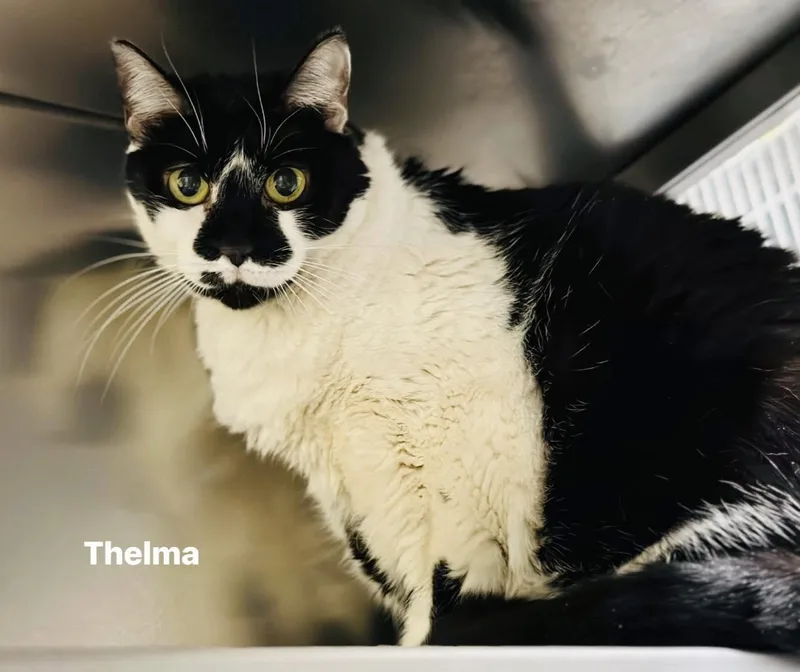 Thelma thumbnail 2