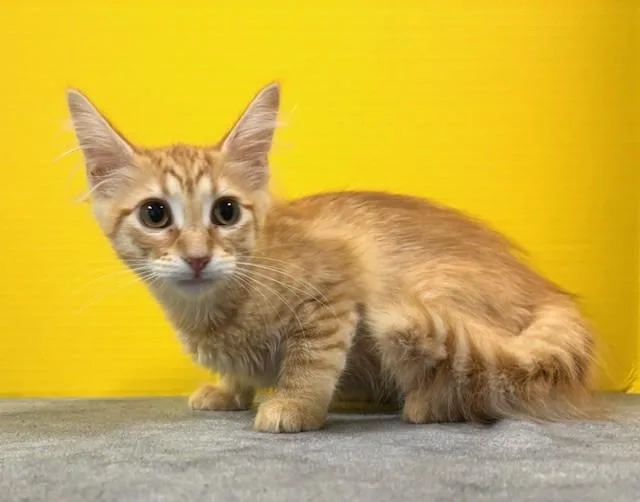 A baby medium-sized female Tabby (Orange / Red) Domestic Short Hair cat named Panini for adoption in Hawk Point, MO