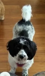 A young small-sized female Cocker Spaniel dog named Gracie for adoption in Dallas, TX