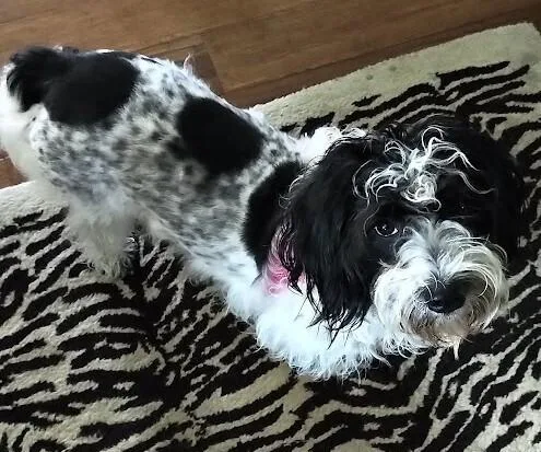 Gracie thumbnail 2