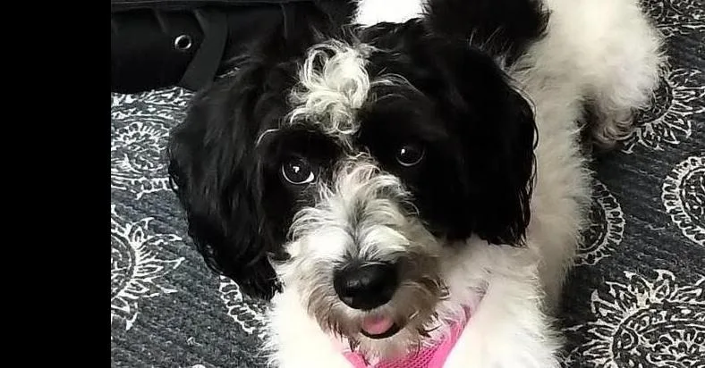 Gracie thumbnail 5