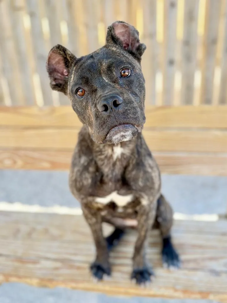 A baby medium-sized female Cane Corso dog named C Minnie Mouse for adoption in Muskegon, MI