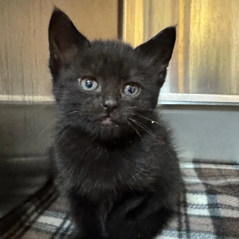 A baby small-sized female Black Domestic Short Hair cat named Primrose for adoption in Shinnston, WV