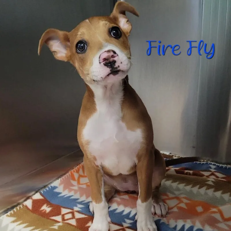 A baby small-sized female Red / Chestnut / Orange Terrier dog named Fire Fly for adoption in Parkersburg, WV