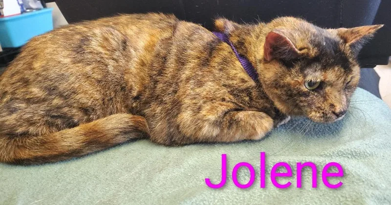 Jolene