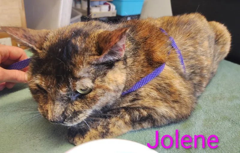 Jolene thumbnail 2