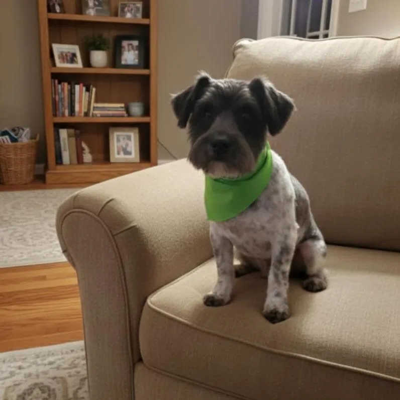 An adult small-sized male Gray / Blue / Silver Schnauzer dog named Oreo for adoption in San Diego, CA