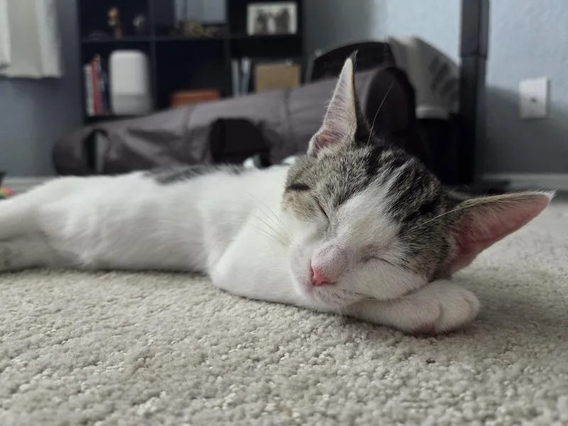 A baby small-sized female Domestic Short Hair cat named Oreo Speedwagon for adoption in Orlando, FL