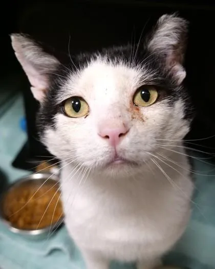 An adult medium-sized male Domestic Short Hair cat named Oreo Mcflurry for adoption in Fishers, IN