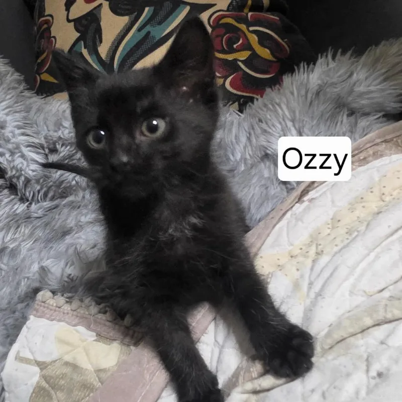 A baby small-sized male Black Domestic Short Hair cat named Ozzy for adoption in Duck River, TN