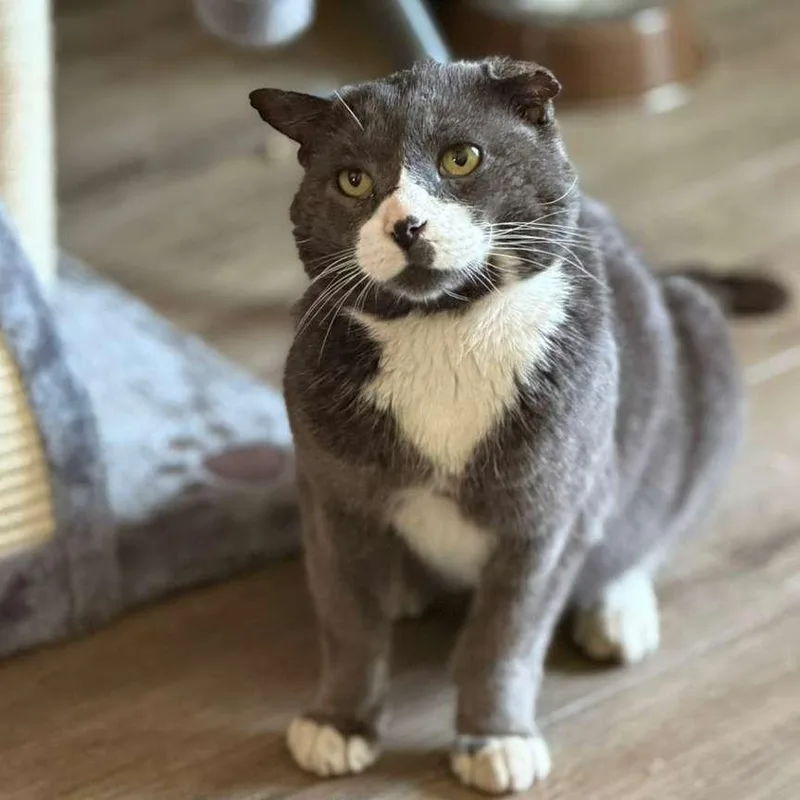 An adult large-sized male Gray & White Domestic Short Hair cat named Slightly for adoption in Montclair, NJ