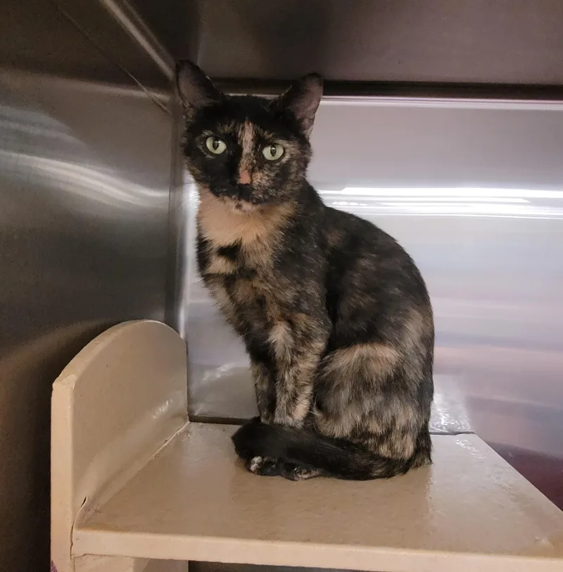 An adult medium-sized female Domestic Short Hair cat named Cali for adoption in Morganton, NC