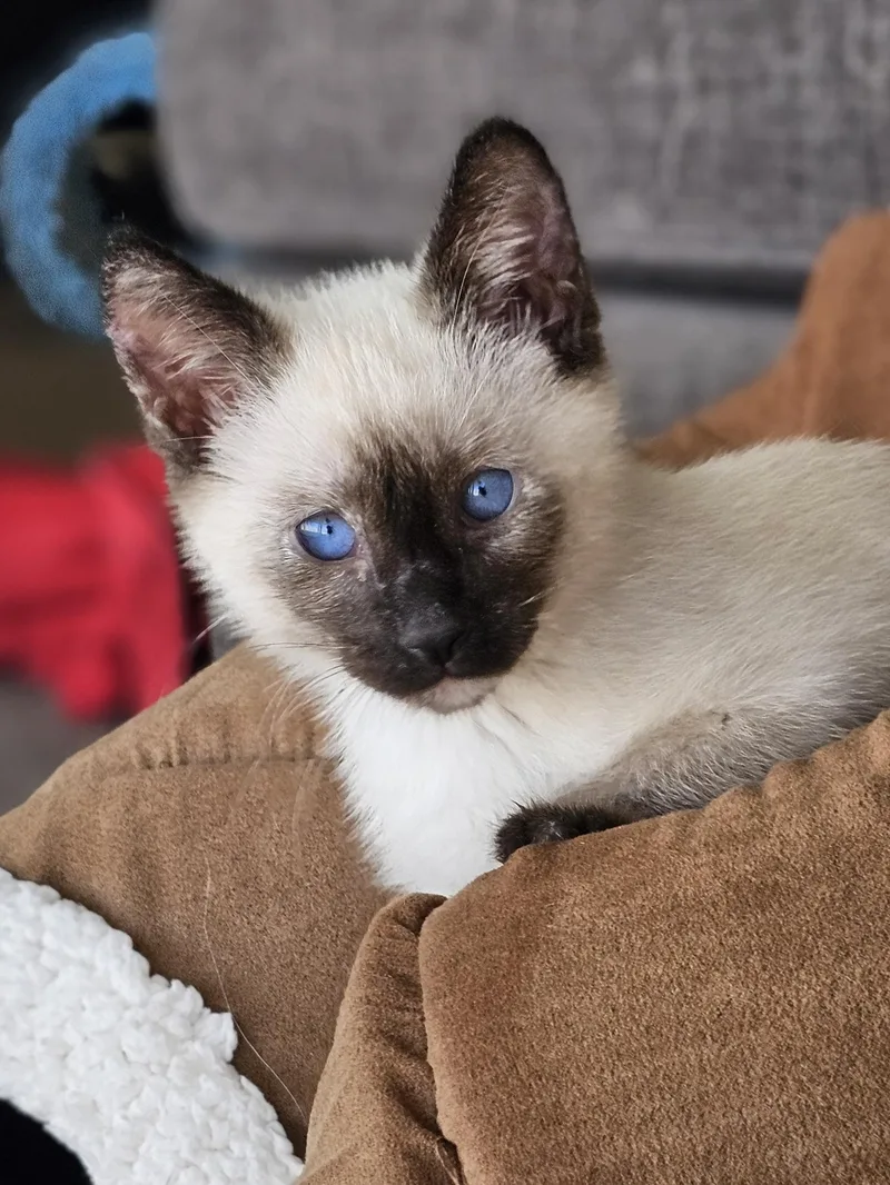 A baby small-sized female Chocolate Point Siamese cat named Sugi for adoption in Yorba Linda, CA