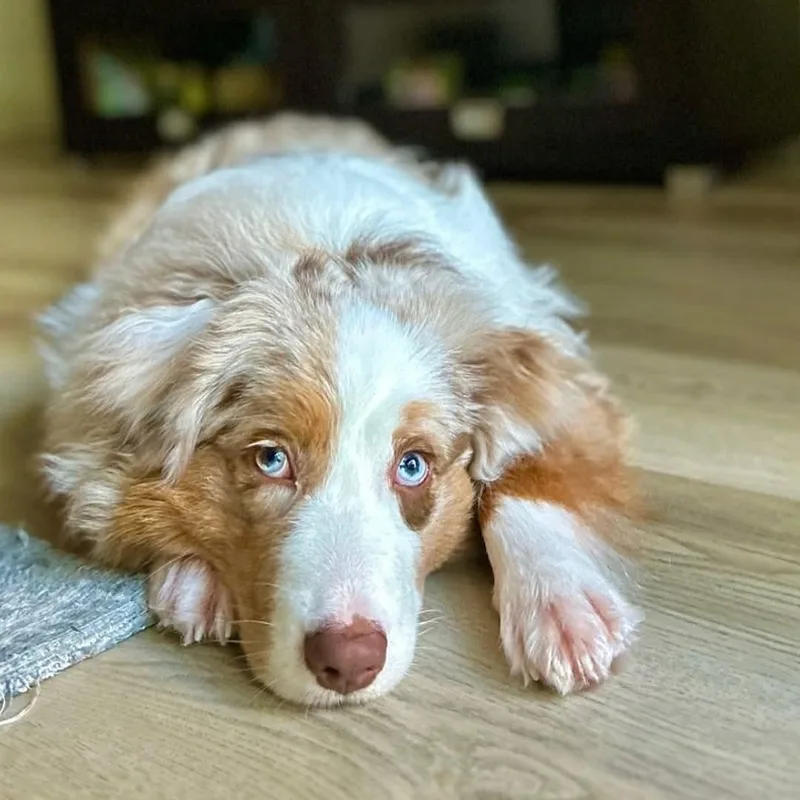 A young small-sized female Red / Chestnut / Orange Australian Shepherd dog named LisaCOURTESY LISTING for adoption in Louisburg, KS