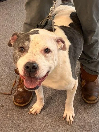 An adult large-sized female Mixed Breed dog named Blue for adoption in West Chester, PA