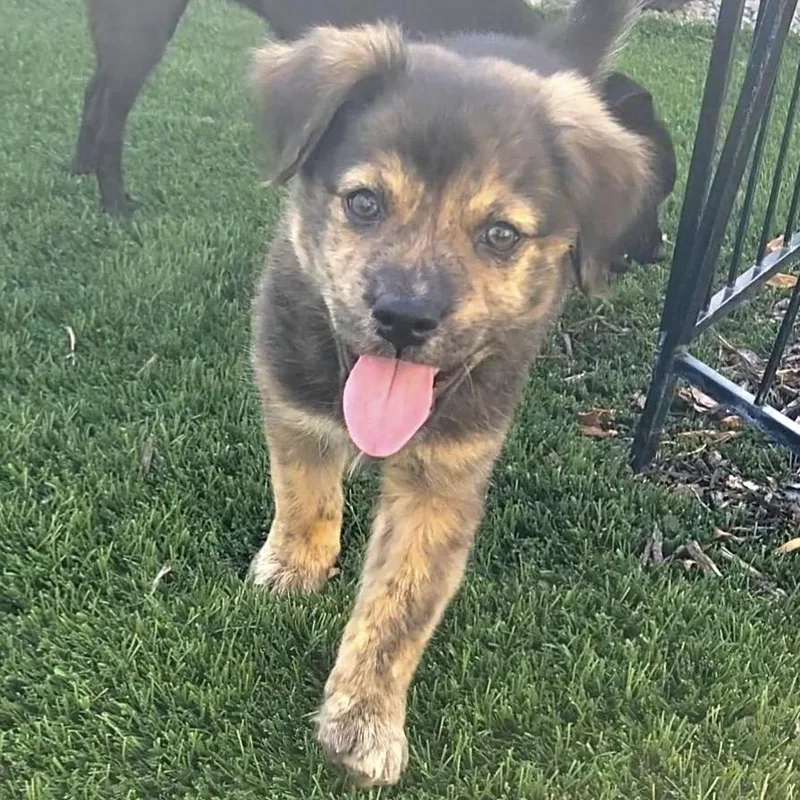 A baby medium-sized female Black Shepherd dog named Hennessey for adoption in Overland Park, KS