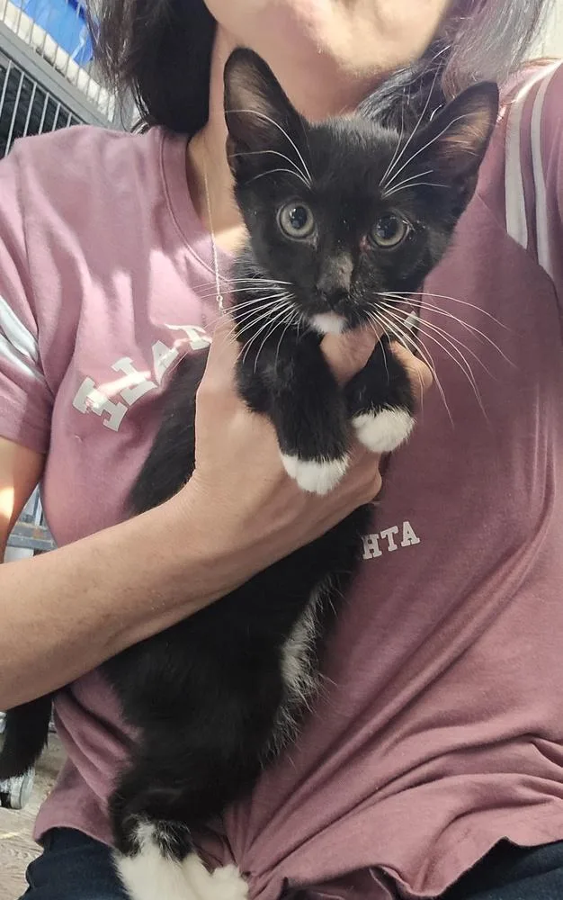 A baby small-sized male Domestic Short Hair cat named Benji for adoption in Dickson, TN