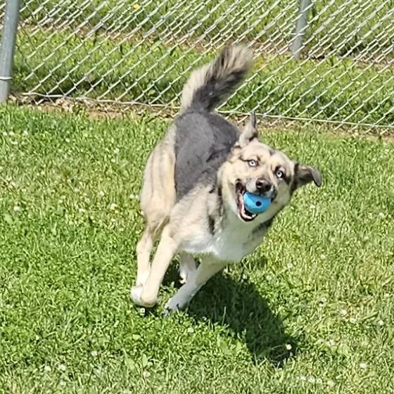 An adult large-sized female Black Husky dog named Nikita for adoption in Benton Harbor, MI