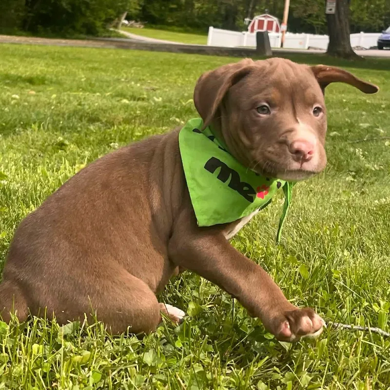 A baby medium-sized male Brown / Chocolate Bull Terrier dog named Bashful for adoption in Greensburg, PA