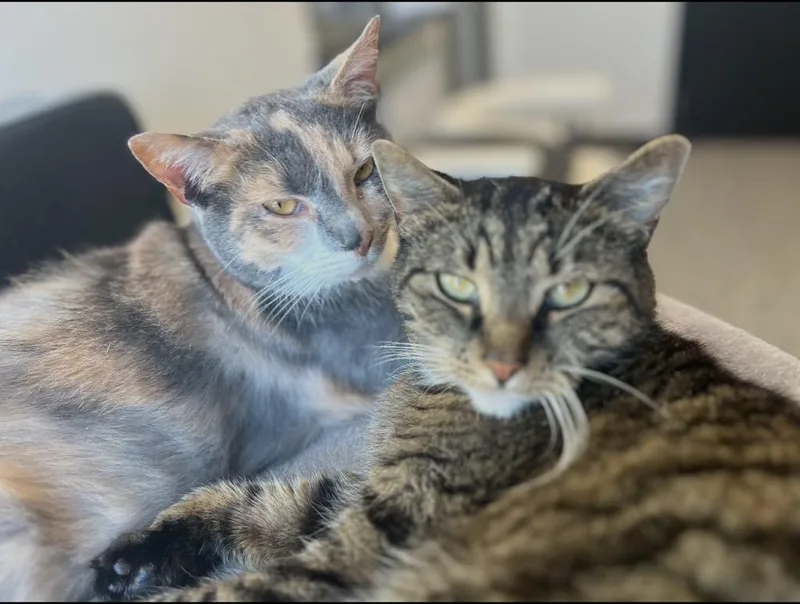 Bonded Pair Trixie & thumbnail 2