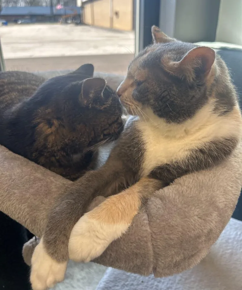 Bonded Pair Trixie & thumbnail 3