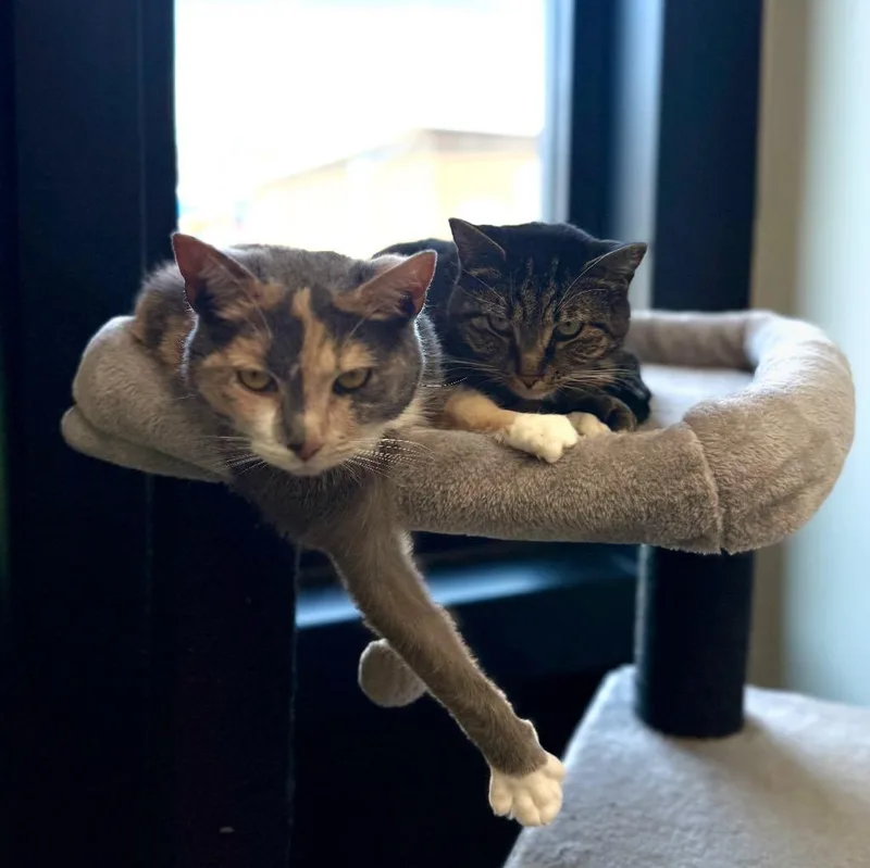 Bonded Pair Trixie & thumbnail 4