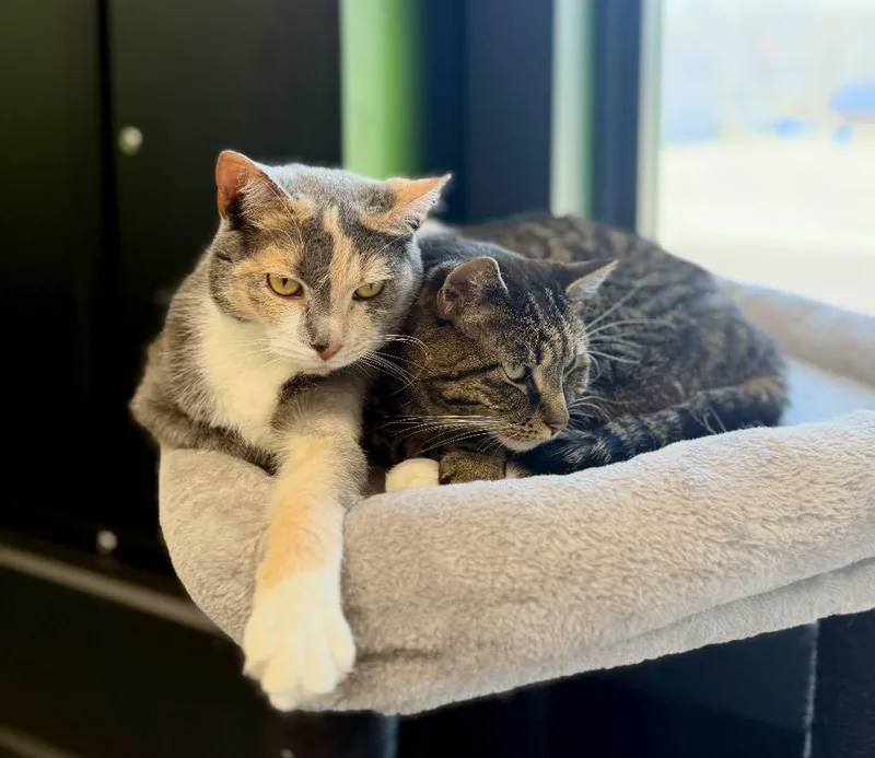 Bonded Pair Trixie & thumbnail 5