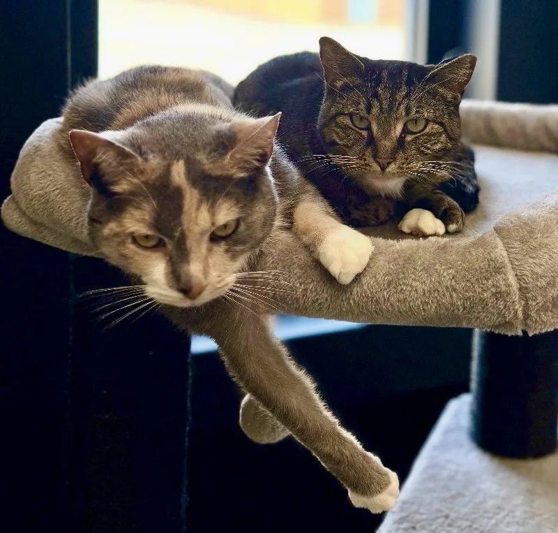 A senior medium-sized female Domestic Short Hair cat named Bonded Pair Trixie & for adoption in Cortland, OH