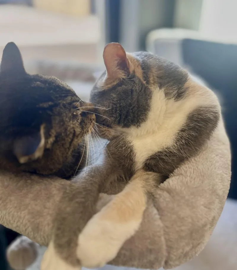 Bonded Pair Trixie & thumbnail 6