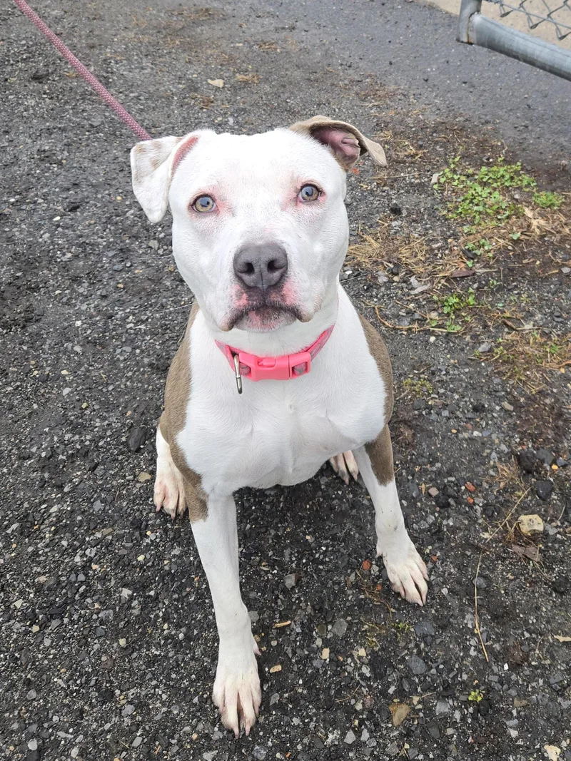 Volleyball thumbnail 2