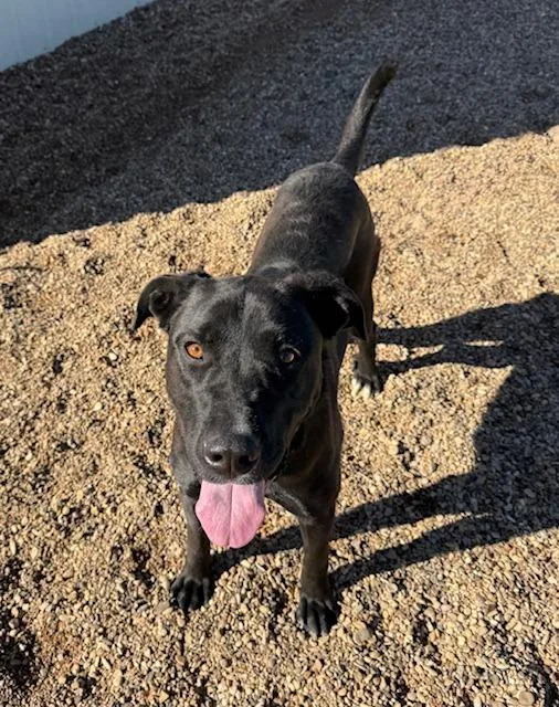 A young large-sized female Mixed Breed dog named Phoebe for adoption in Hot Springs, SD