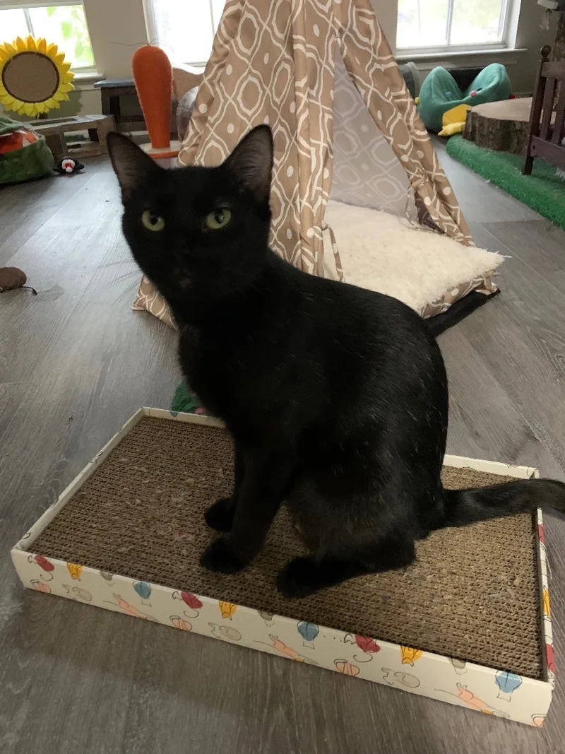 Magnolia thumbnail 2