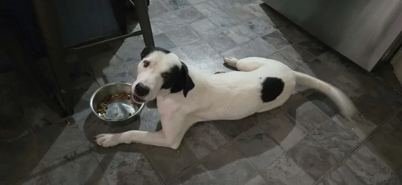 An adult medium-sized female Mixed Breed dog named Darla for adoption in Mobile, AL