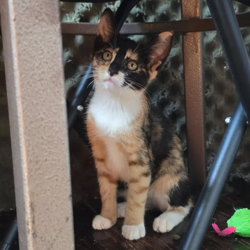 A baby small-sized female Calico Domestic Short Hair cat named Soup Dumpling for adoption in New York, NY