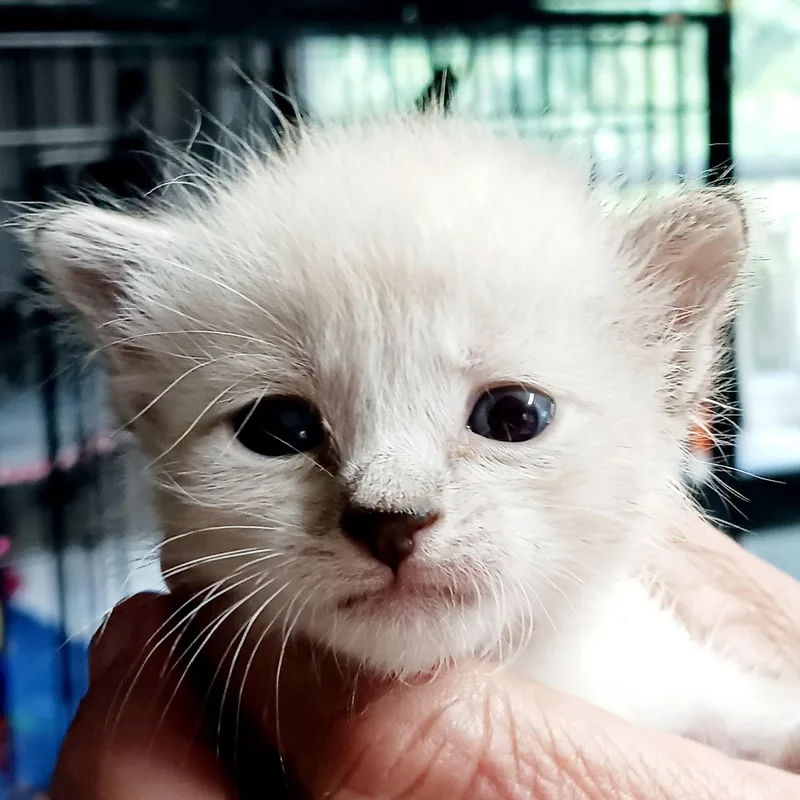 A baby medium-sized male Siamese cat named Garth for adoption in Bulverde, TX