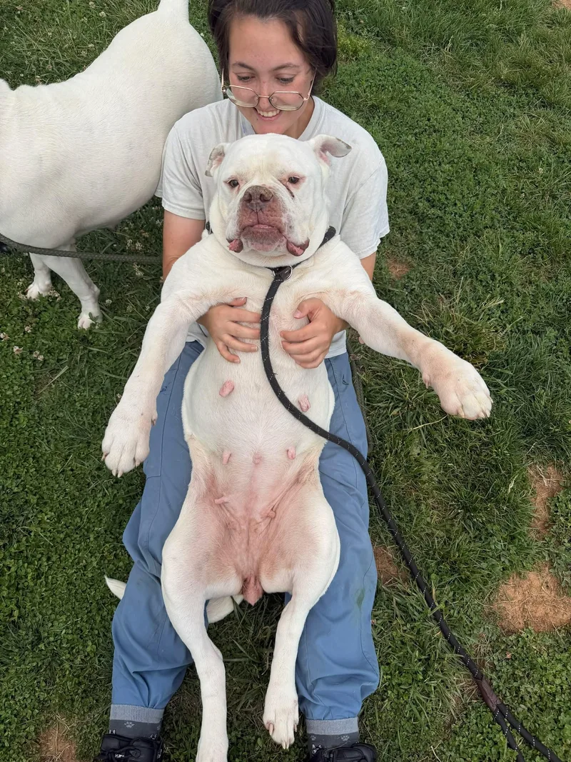 An adult large-sized female White / Cream American Bulldog dog named Daisy for adoption in Culpeper, VA