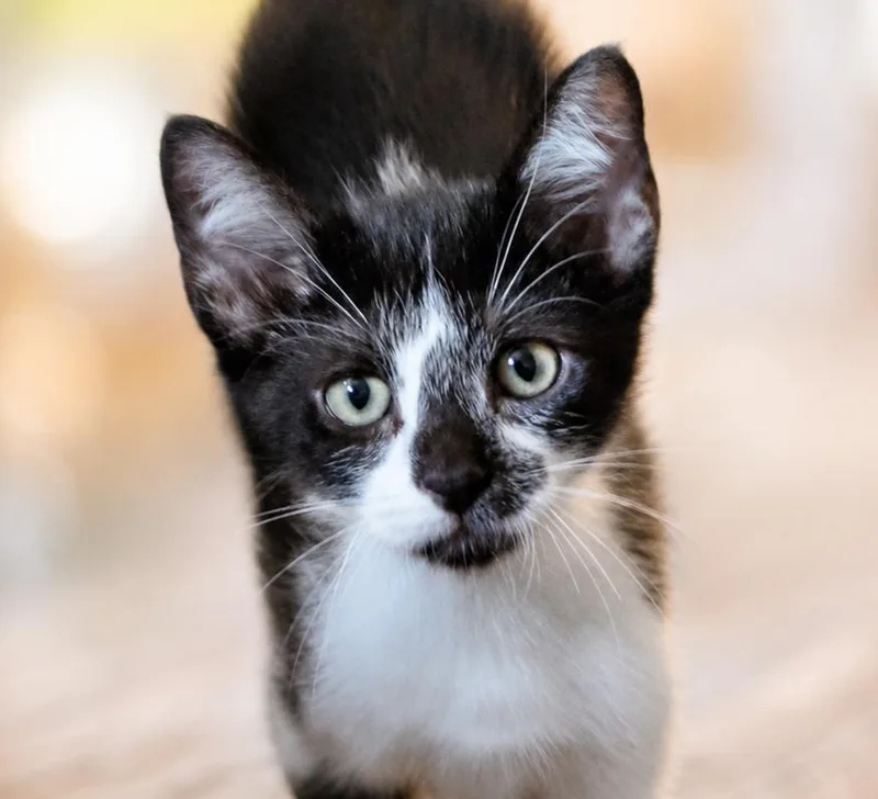 Pepper