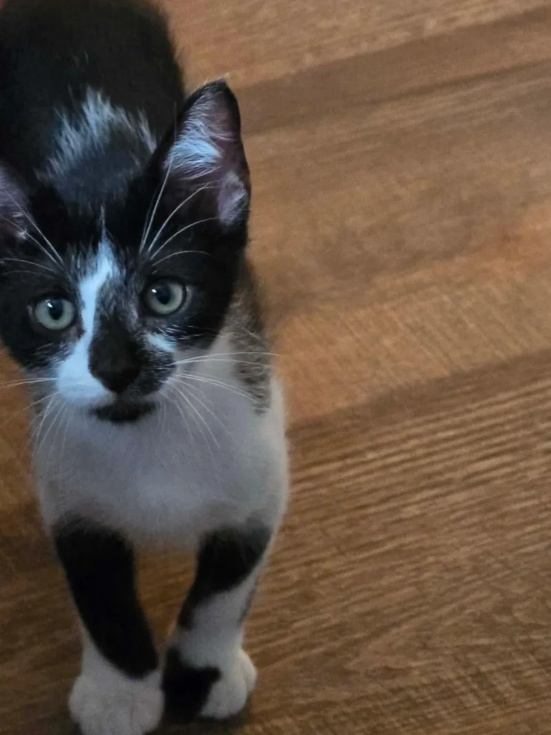 Pepper thumbnail 2