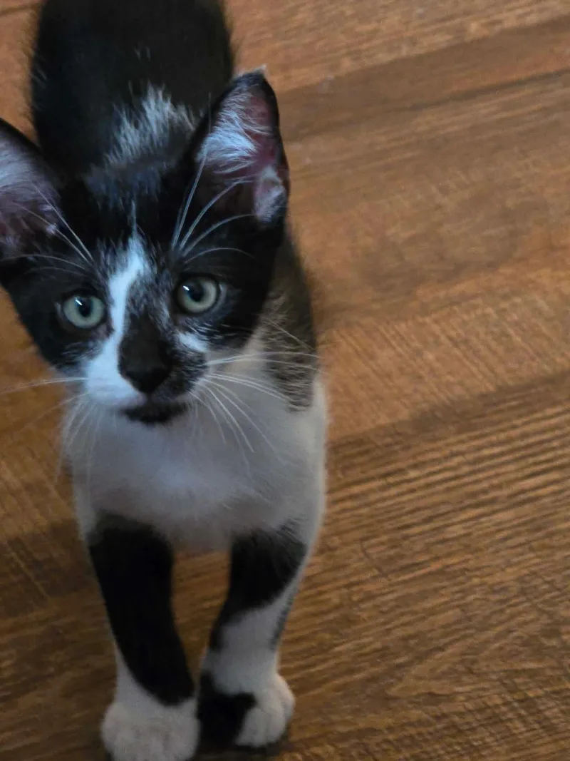 Pepper thumbnail 3