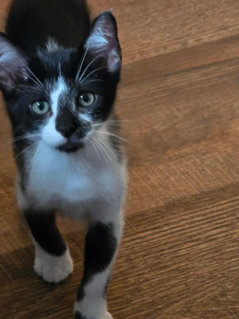 Pepper thumbnail 4