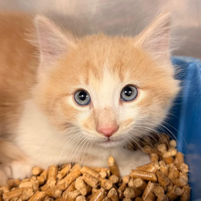 A baby medium-sized male Domestic Medium Hair cat named Newton for adoption in Corydon, IN