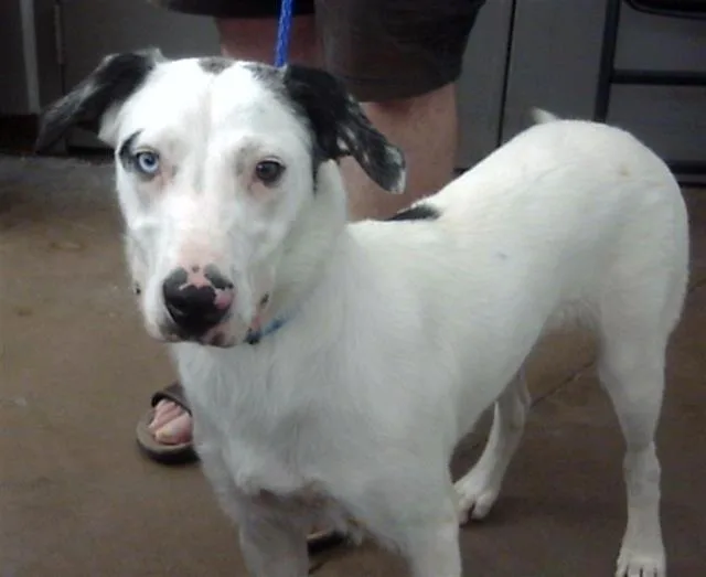 A young large-sized male Mixed Breed dog named Ezra for adoption in Dallas, TX