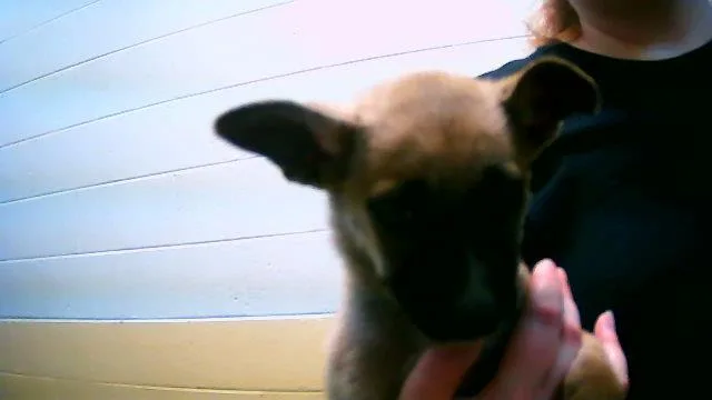 A baby small-sized female German Shepherd Dog dog named Tulip for adoption in Tulsa, OK