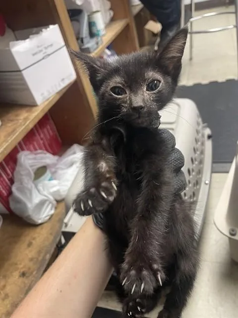 A baby small-sized male Domestic Short Hair cat named Nacho for adoption in Stockton, CA