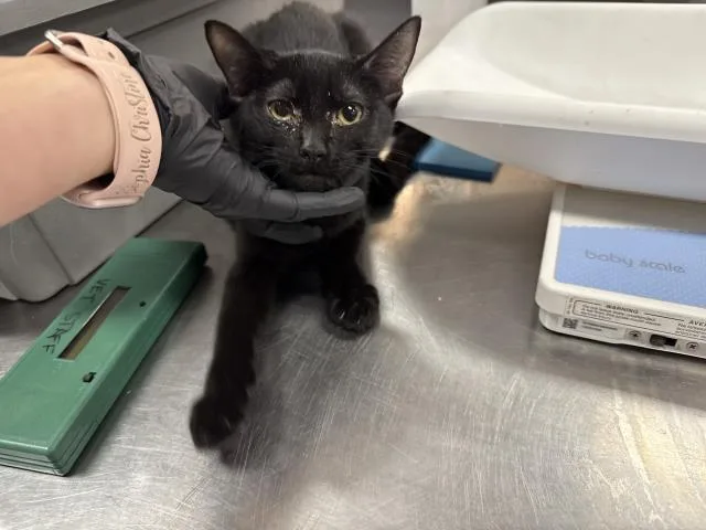 A young small-sized female Domestic Medium Hair cat named Spooks for adoption in Thousand Palms, CA