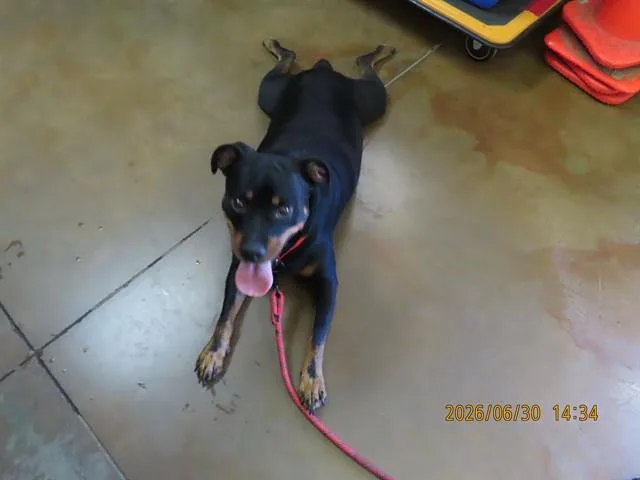 An adult medium-sized male Rottweiler dog named Truman for adoption in Phoenix, AZ