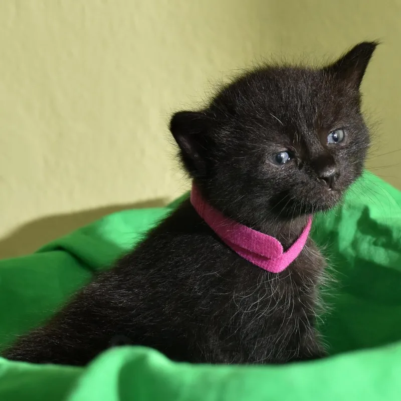 A baby small-sized female Black Domestic Short Hair cat named Hedy Lamarr for adoption in Portland, OR
