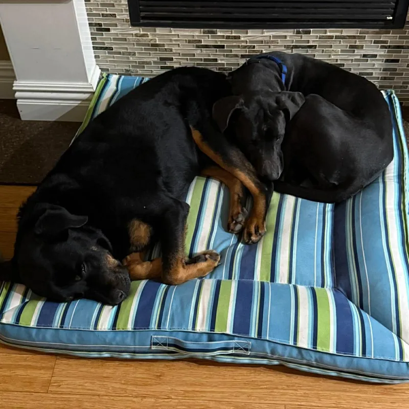 An adult large-sized female Black Great Dane dog named Willa for adoption in Bullard, TX