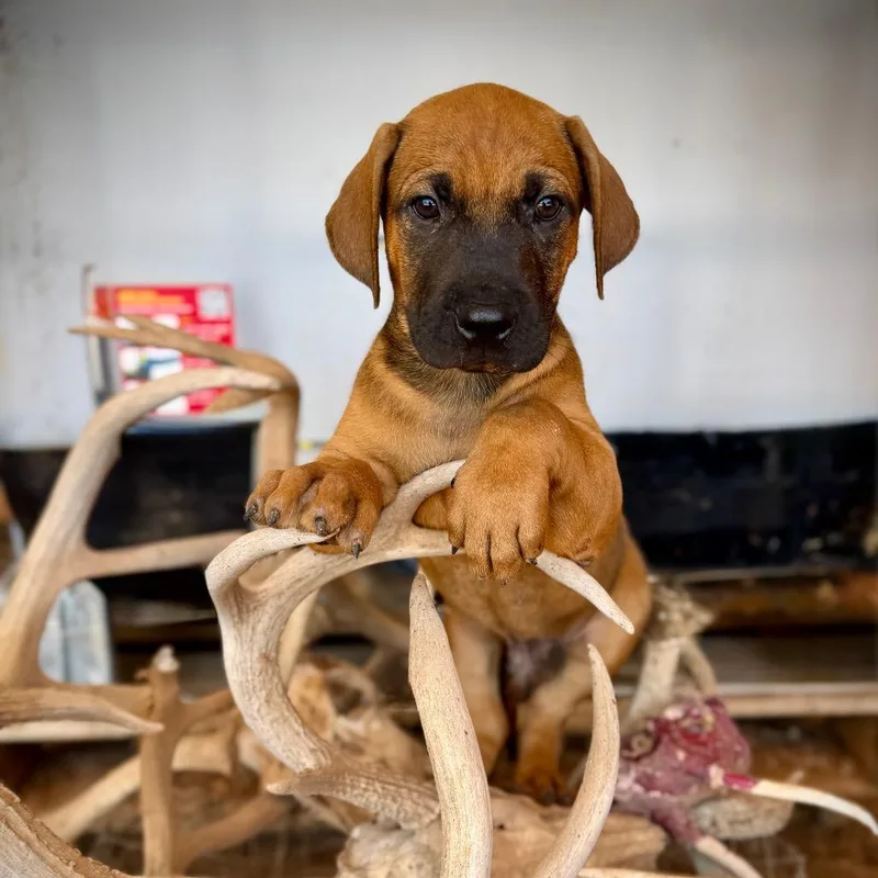 A baby medium-sized male Mixed Breed dog named Odin for adoption in Pearsall, TX